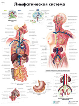 Anatomisk planche: Lymfesystemet, lamineret med metaløjer