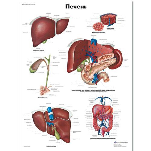 Anatomisk planche: Leveren, lamineret med metaløjer