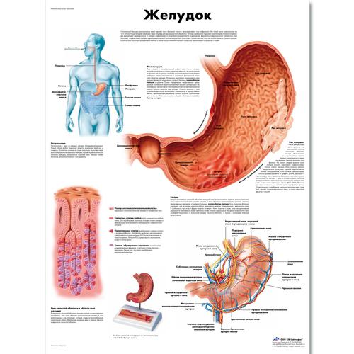 Anatomisk planche: Mavesækken, lamineret med metaløjer