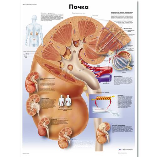 Anatomisk planche: Nyren, lamineret med metaløjer