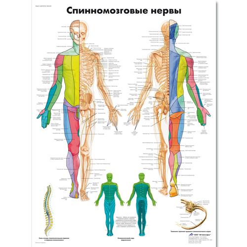 Anatomisk planche: Rygmarvsnerverne, lamineret med metaløjer