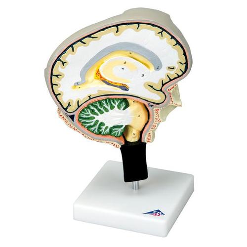 Hjernesektionsmodel med mediale og sagittale snit
