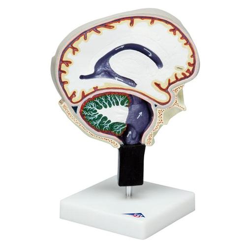 Model af cerebrospinalvæskens cirkulation – billede 2