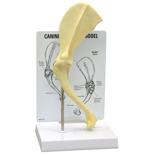 Canine Shoulder Model