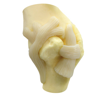 Canine Shoulder Model