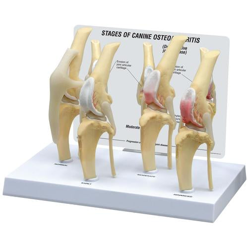 Knäled, hund – anatomisk modell (normal/artros) från 3B Scientific
