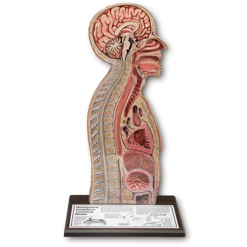 Nasogastrisk Intubationstræner/Trakeostomi