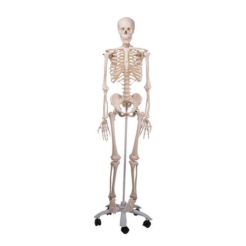 Stan Classic Skeleton