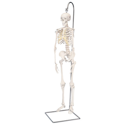 Shorty Mini Skeleton 94 cm
