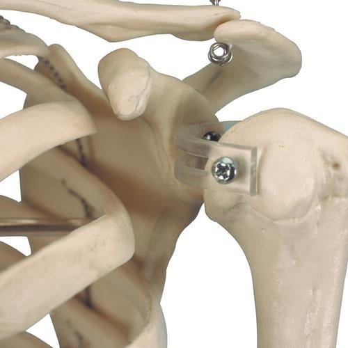 Shorty Mini Skeleton 94 cm