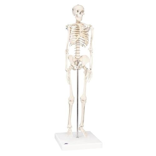 Shorty Mini Skeleton 88 cm