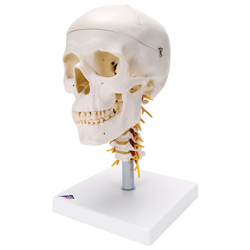 Skull on Cervical Spine