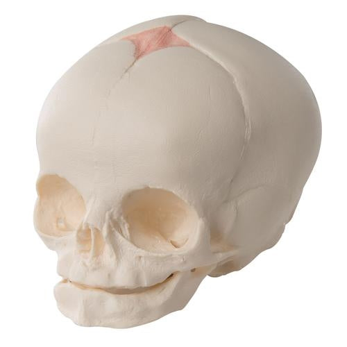 Foster Skull