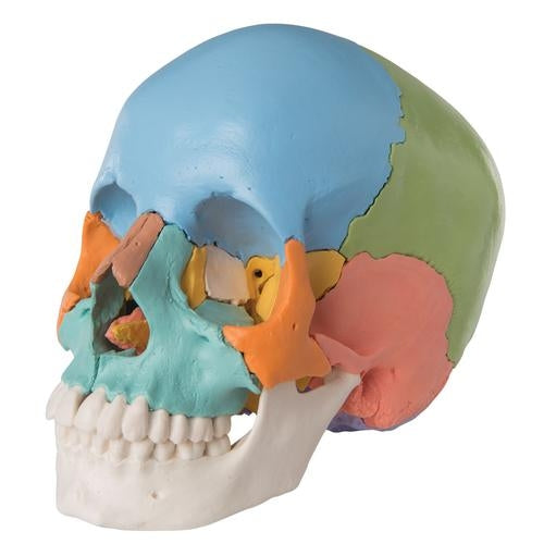 Colored Skull