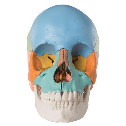 Colored Skull