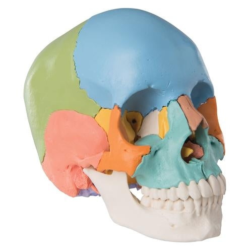 Colored Skull