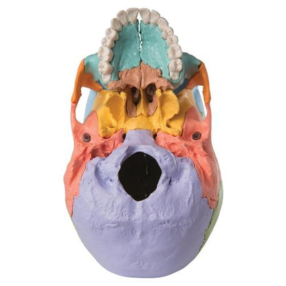 Colored Skull
