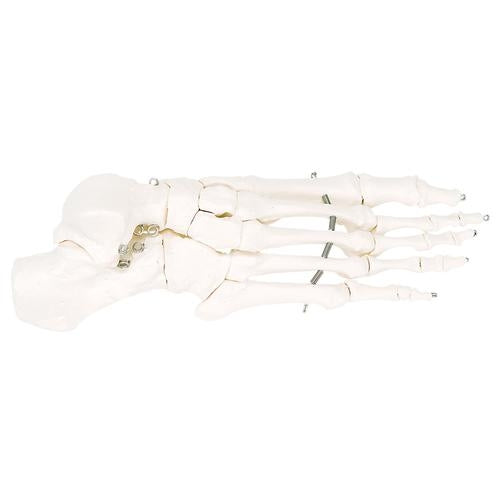 Foot skeleton with wire