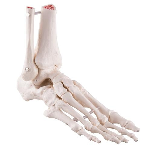 Foot and ankle skeleton with elastic