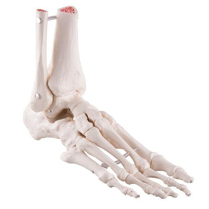 Foot and ankle skeleton with elastic