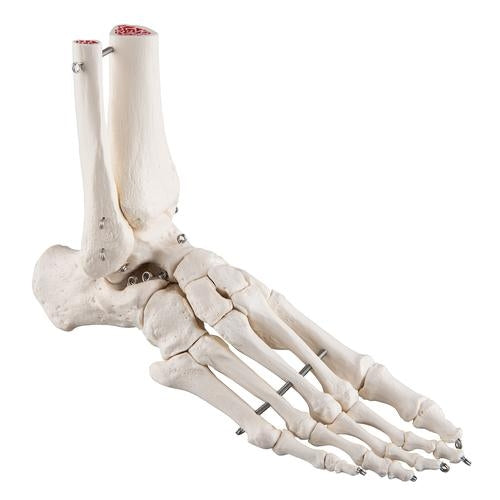 Foot and ankle skeleton with wire