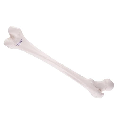 Femur Thigh Bone