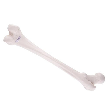 Femur Thigh Bone