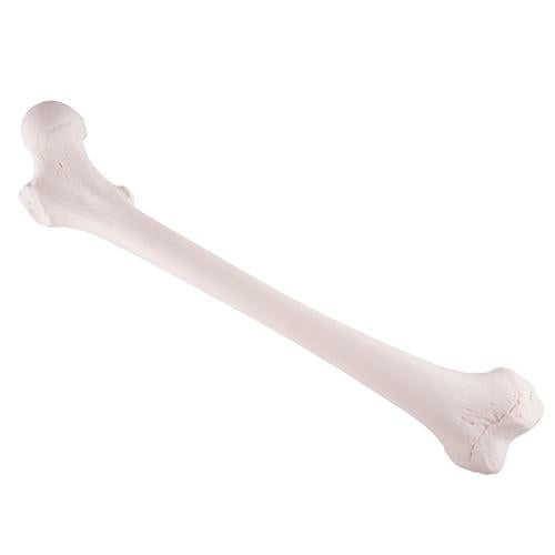 Femur Thigh Bone