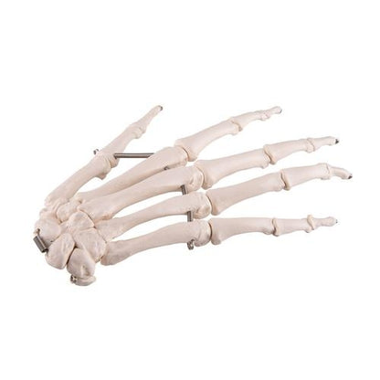 Hand skeleton with wire