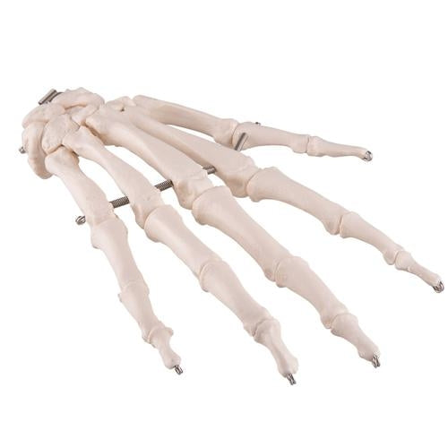 Hand skeleton with wire