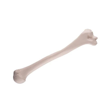 Humerus Overarmsknogle