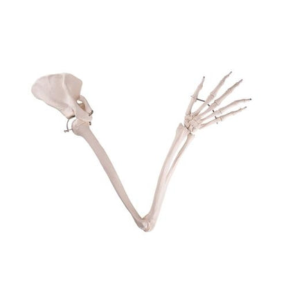 Arm Skelet m. Scapula og Clavicle fra 3B Scientific