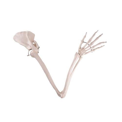 Arm Skeleton with Scapula and Clavicle