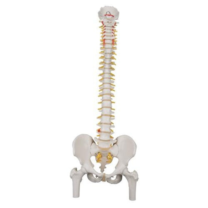 Flexible Spine w. Femoral Heads