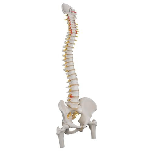 Flexible Spine w. Femoral Heads