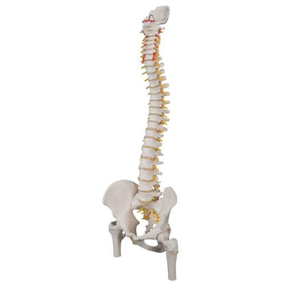Flexible Spine w. Femoral Heads