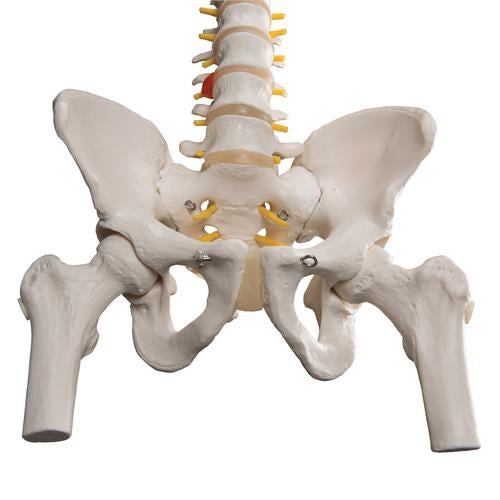 Flexible Spine w. Femoral Heads