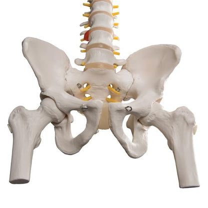 Flexible Spine w. Femoral Heads