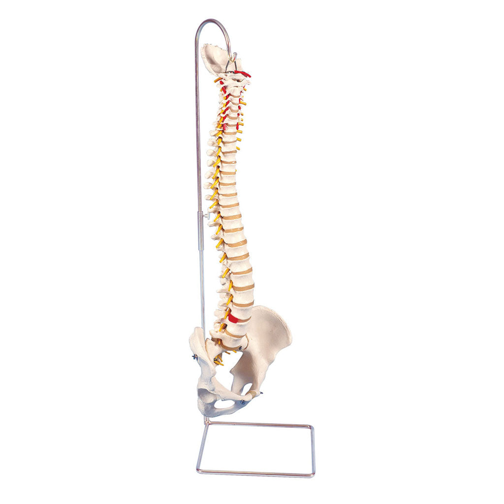 Spine Miniature