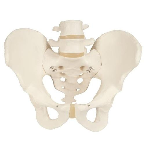 Male Pelvis Skeleton Pelvic