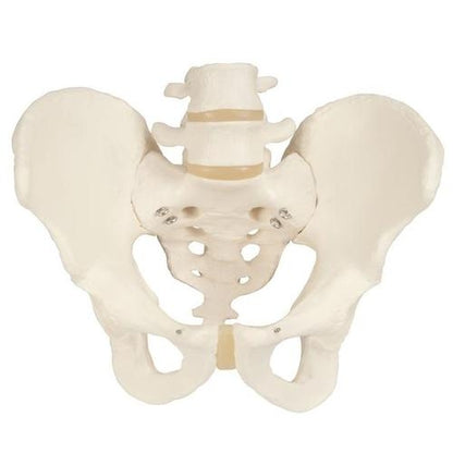 Male Pelvis Skeleton Pelvic