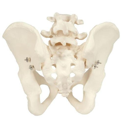 Male Pelvis Skeleton Pelvic