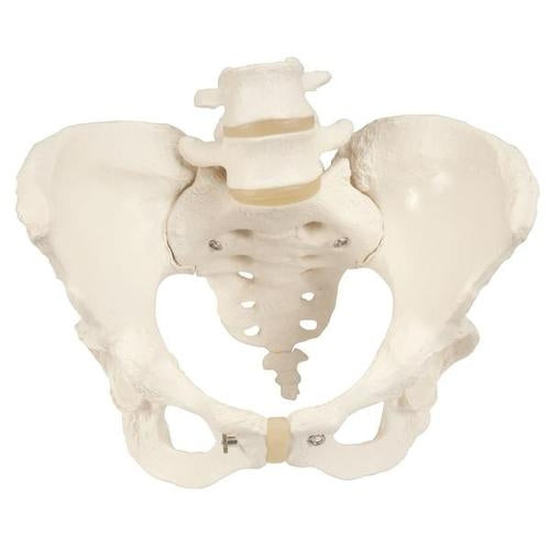 Female Pelvis Skeleton Pelvic