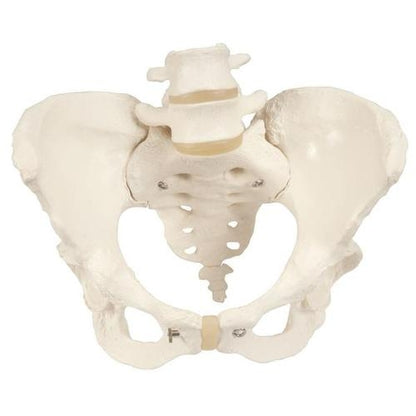 Female Pelvis Skeleton Pelvic