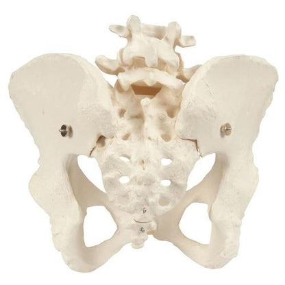 Female Pelvis Skeleton Pelvic