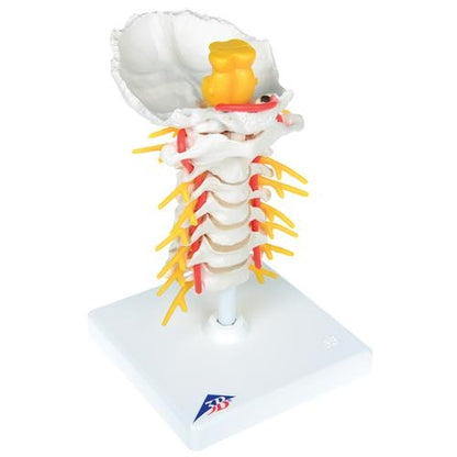 Cervical Spine