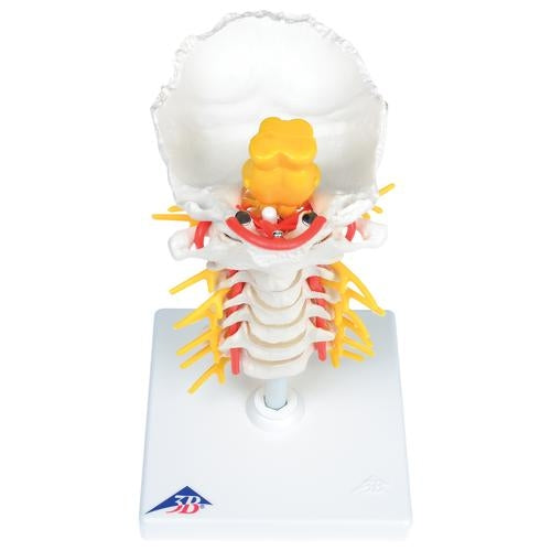 Cervical Spine
