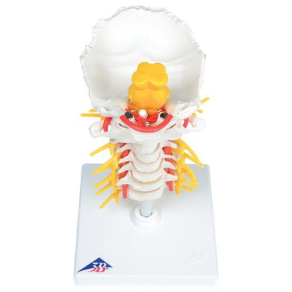 Cervical Spine