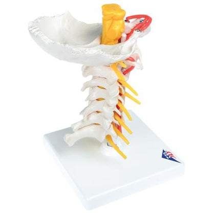 Cervical Spine