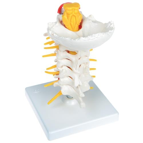 Cervical Spine